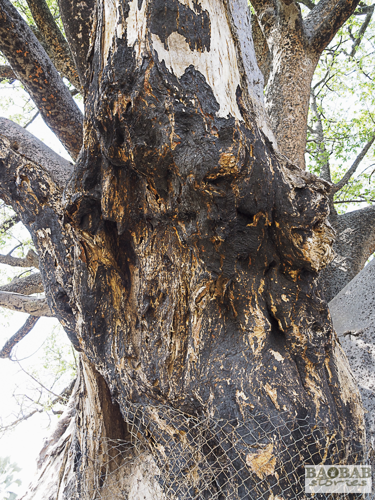 Kampfspuren am Baobab, Moremi Game Reserve, Botswana